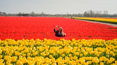 Los tulipanes holandeses peligran