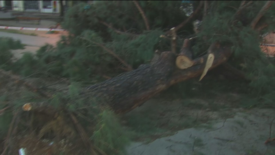 El viento y la lluvia provocan en Madrid 243 incidencias por caída de árboles e inundaciones