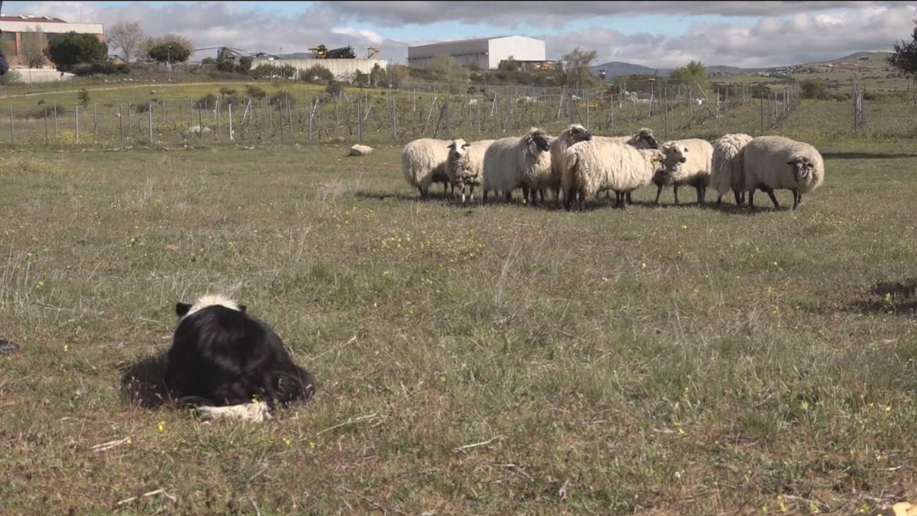 Jornada de pastoreo en Colmenar Viejo