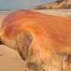 Encuentran el cadáver de una ballena de 17 metros varado en la costa de Doñana