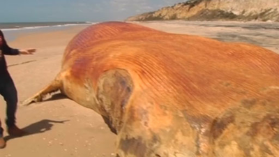 Encuentran el cadáver de una ballena de 17 metros varado en la costa de Doñana