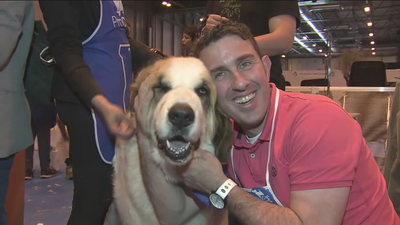 Ifema acoge la novena edición de 100x100 Mascota