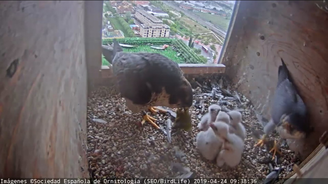Hasta ocho parejas de halcones viven en pleno centro de Madrid