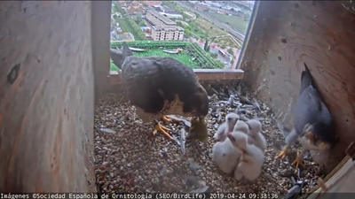 Hasta ocho parejas de halcones viven en pleno centro de Madrid
