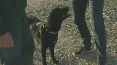 Una perra especial de la Guardia Civil busca a Roberto en la zona del río Guadarrama