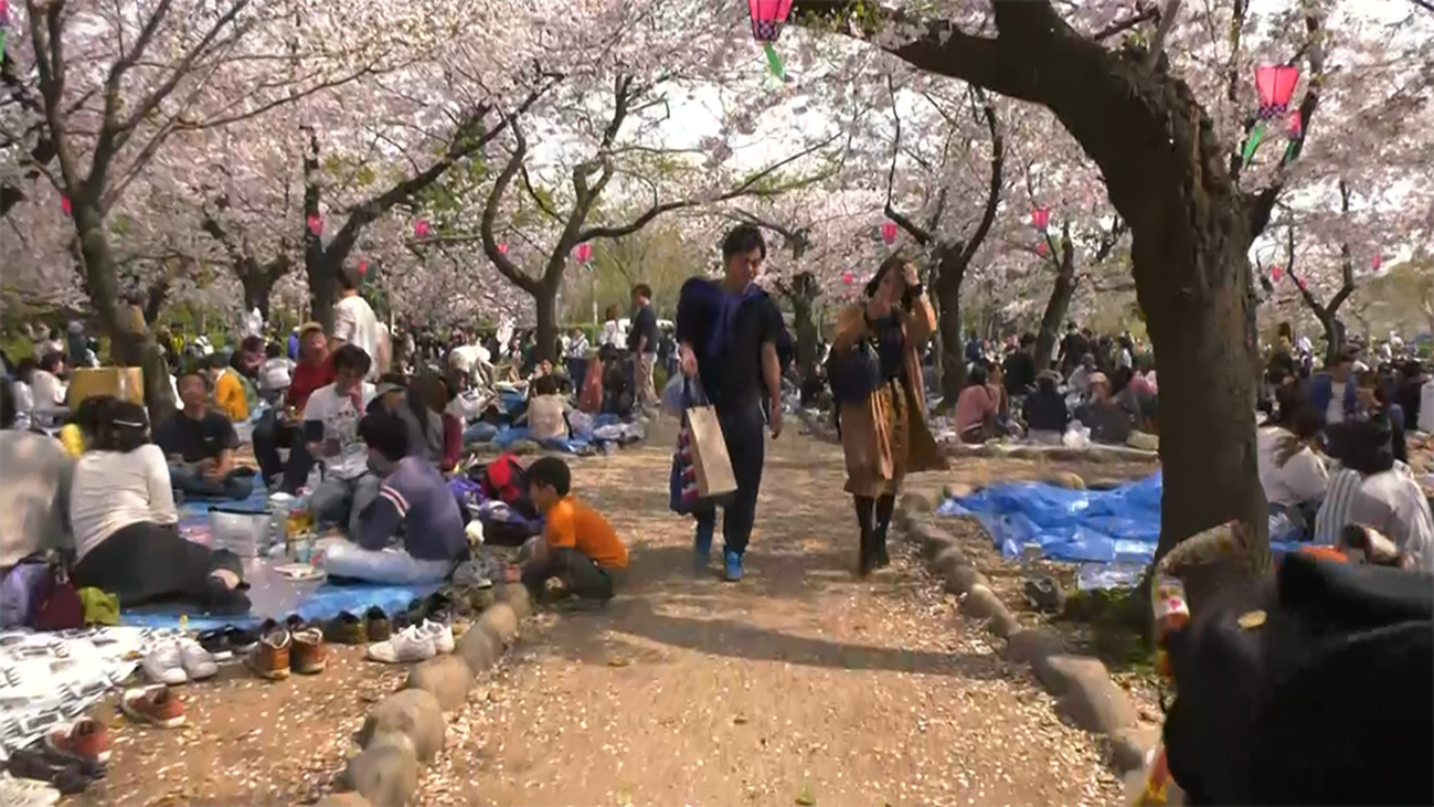 Vivimos la celebración del sakura en Nagoya