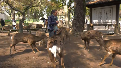 Nos encontramos con  1.200 ciervos en libertad en el parque de Nara
