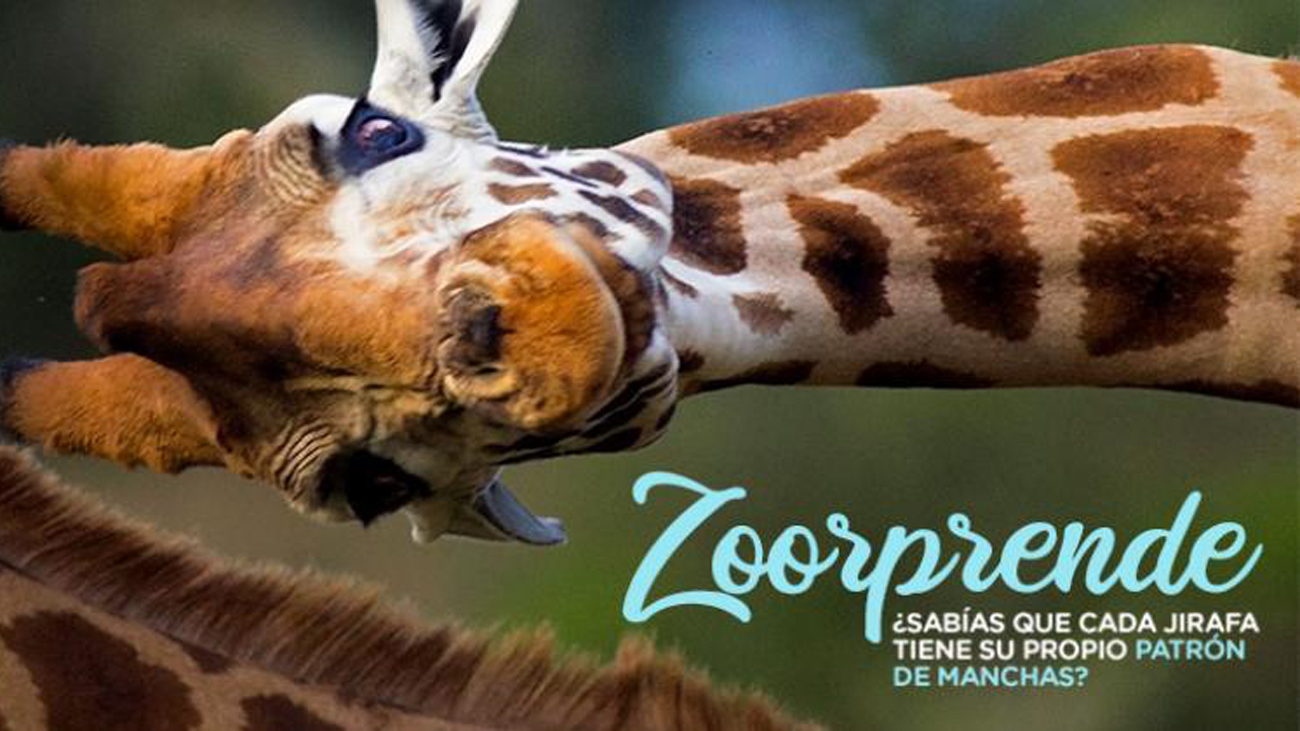 Girafa del Zoo de Madrid