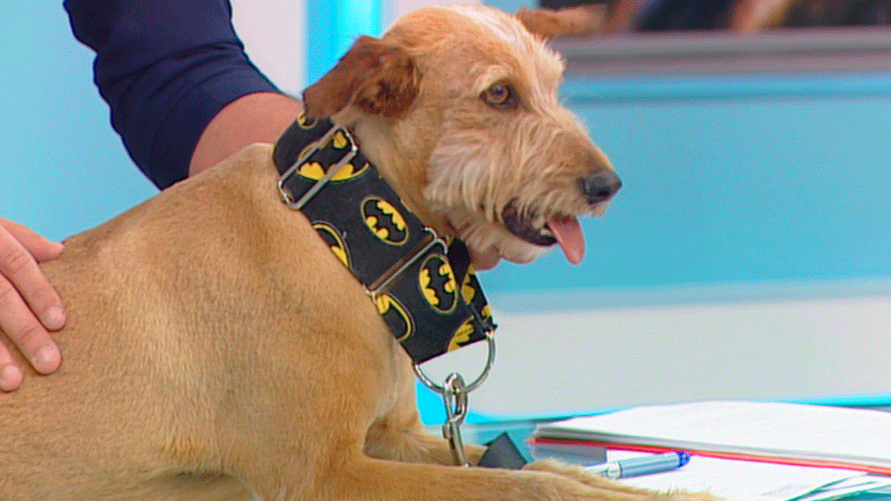 Thyrion y Kiko necesitan una familia