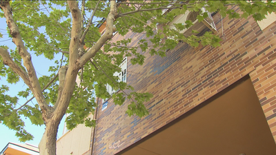 Vecinos de Villanueva del Pardillo denuncian que la poda de árboles llega tarde