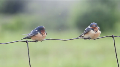 Más de un millón de especies amenazadas de extinción en el mundo