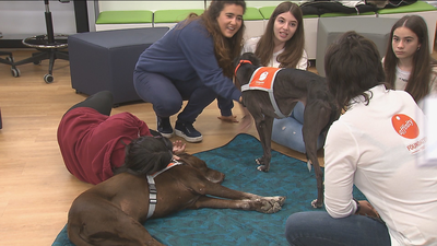 La Complutense combate el estrés académico con 'compludogs'