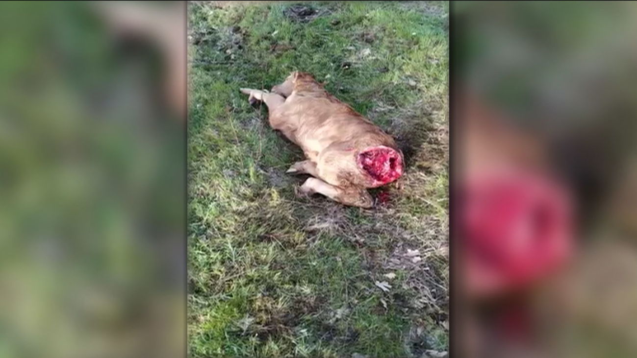 Los ganaderos madrileños están desesperados por los ataques de lobos