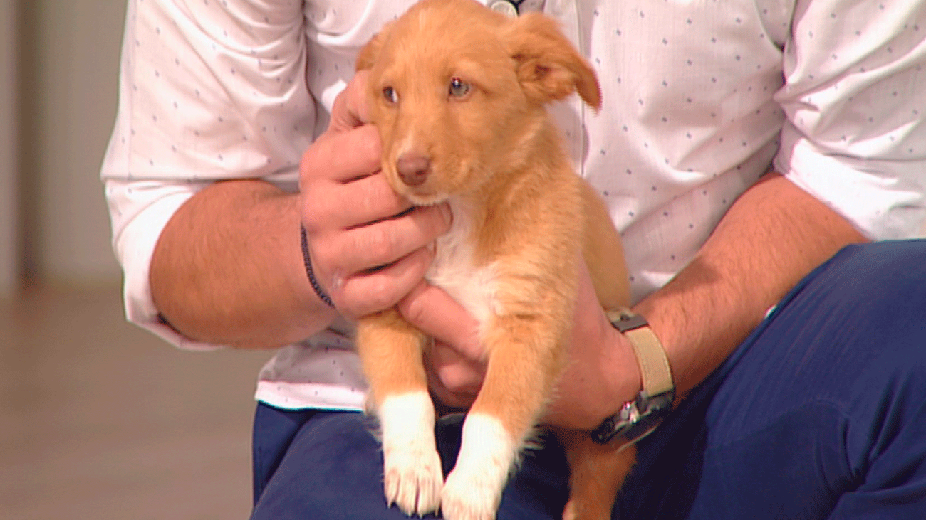 Una familia para Marco y Botín