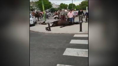 El Pacma denuncia las convulsiones de un caballo en plena feria de Sevilla