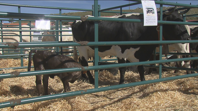 Llega la octava edición de la Feria del Ganado en Santa María de la Alameda