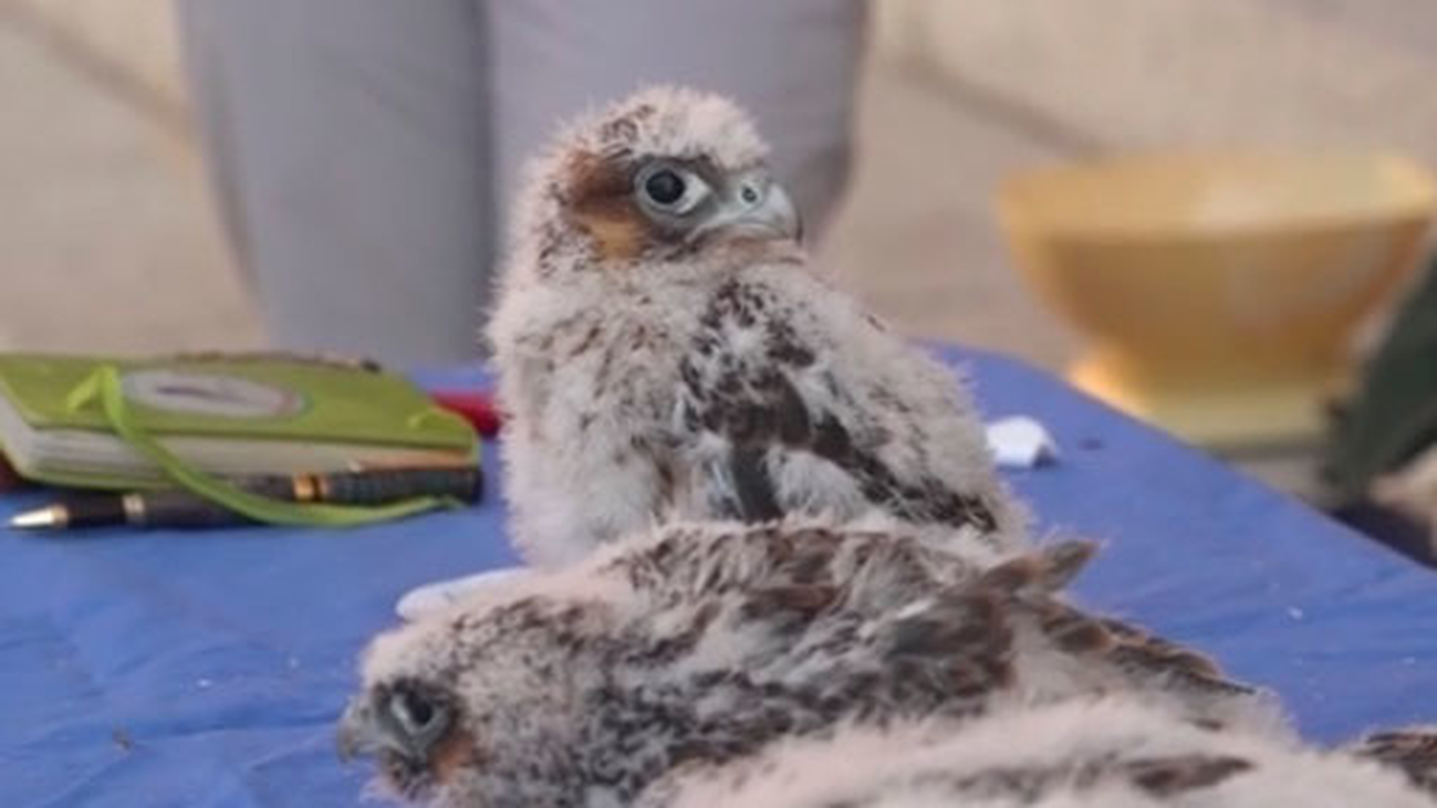 Escalan la torre del Museo de América para anillar polluelos de halcón peregrino