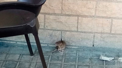 Vecinos y hosteleros de Móstoles protestan por la presencia de ratas en las calles