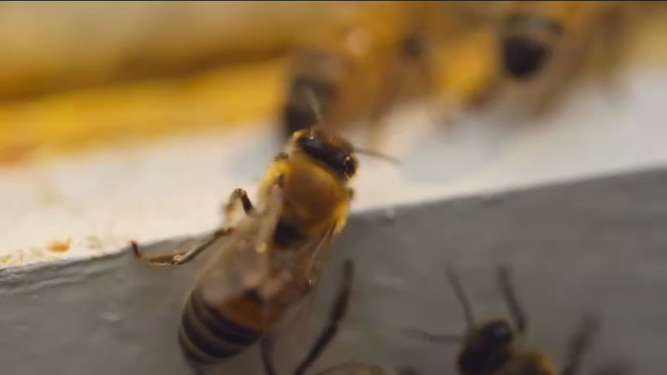 ¿Por qué desaparecen las abejas en todo el mundo?