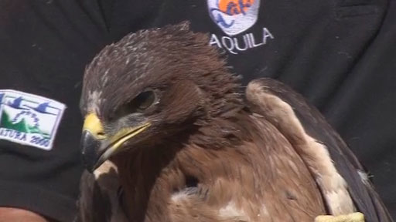 Ocho polluelos de águila perdicera serán liberados en la sierra de Madrid