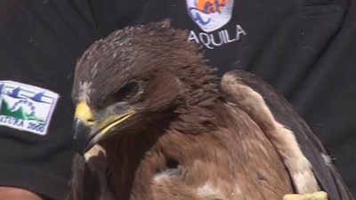 Ocho polluelos de águila perdicera serán liberados en la sierra de Madrid