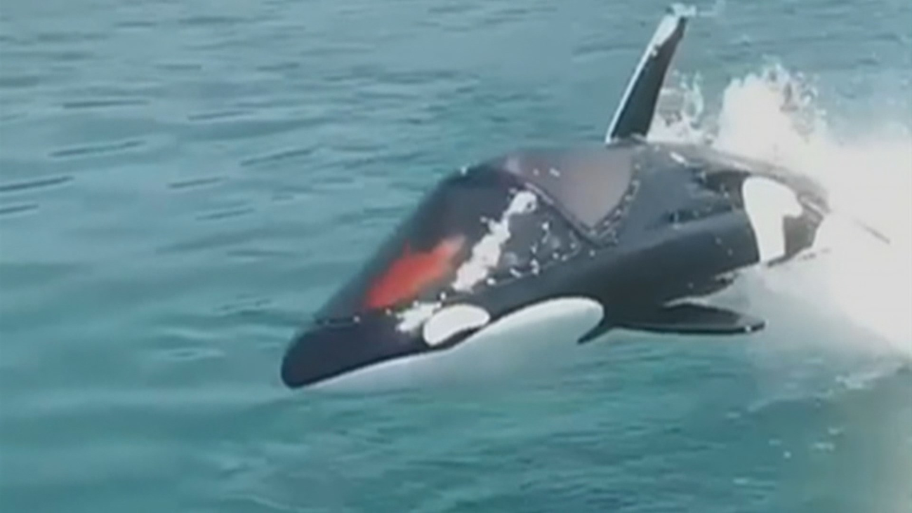 Ya es posible sentirte como un delfín en el agua