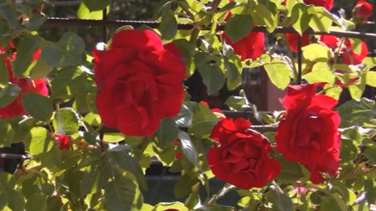 En busca de la rosa más bonita de Madrid