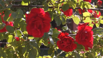 En busca de la rosa más bonita de Madrid