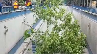 Susto en el túnel de Mariano de Cavia por la caída de un árbol