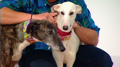 Talat y Marina buscan familia