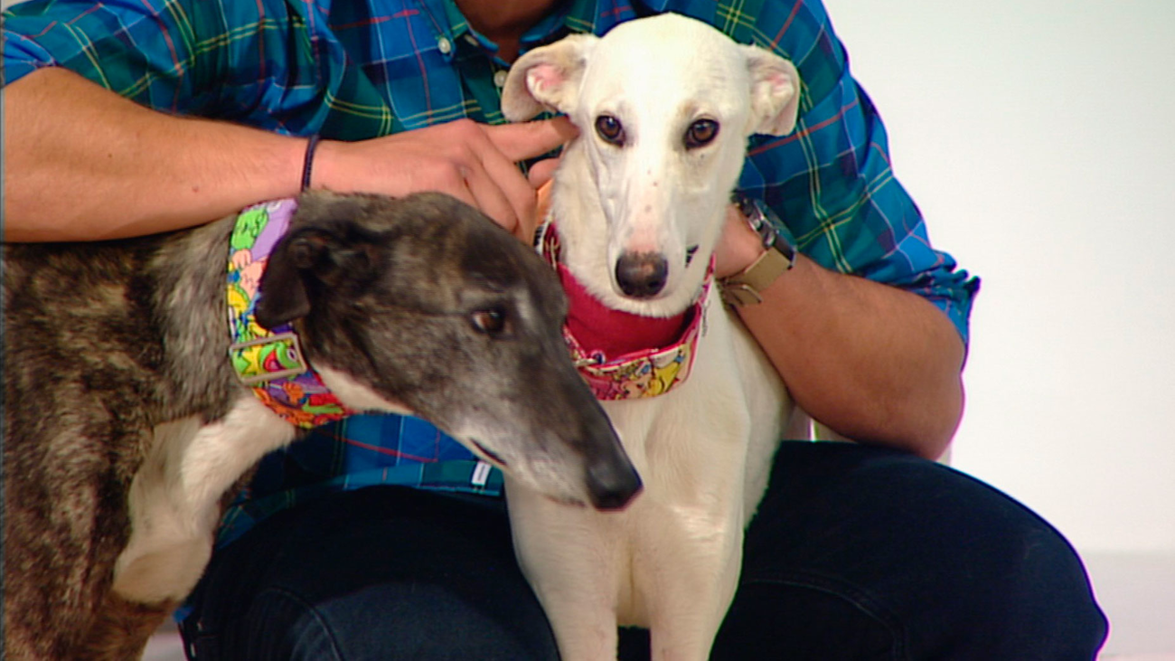 Talat y Marina buscan familia