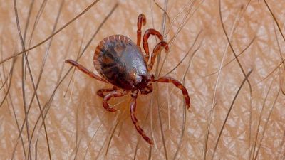 Consejos para no tener problemas con las garrapatas en Madrid