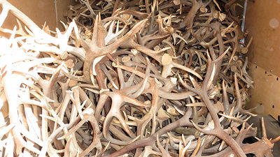 Desarticulas tres organizaciones en Jaén dedicadas al tráfico de astas  de ciervo y gamo