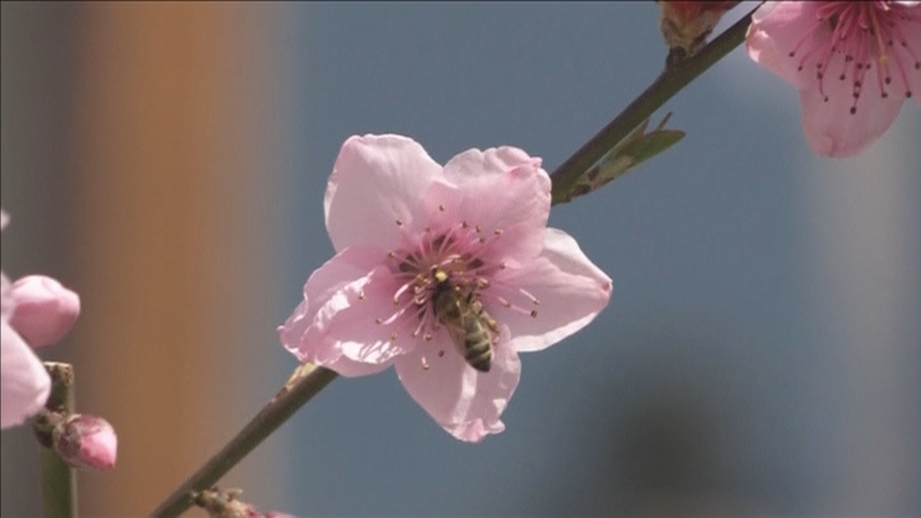 Un día para homenajear a nuestras amigas abejas