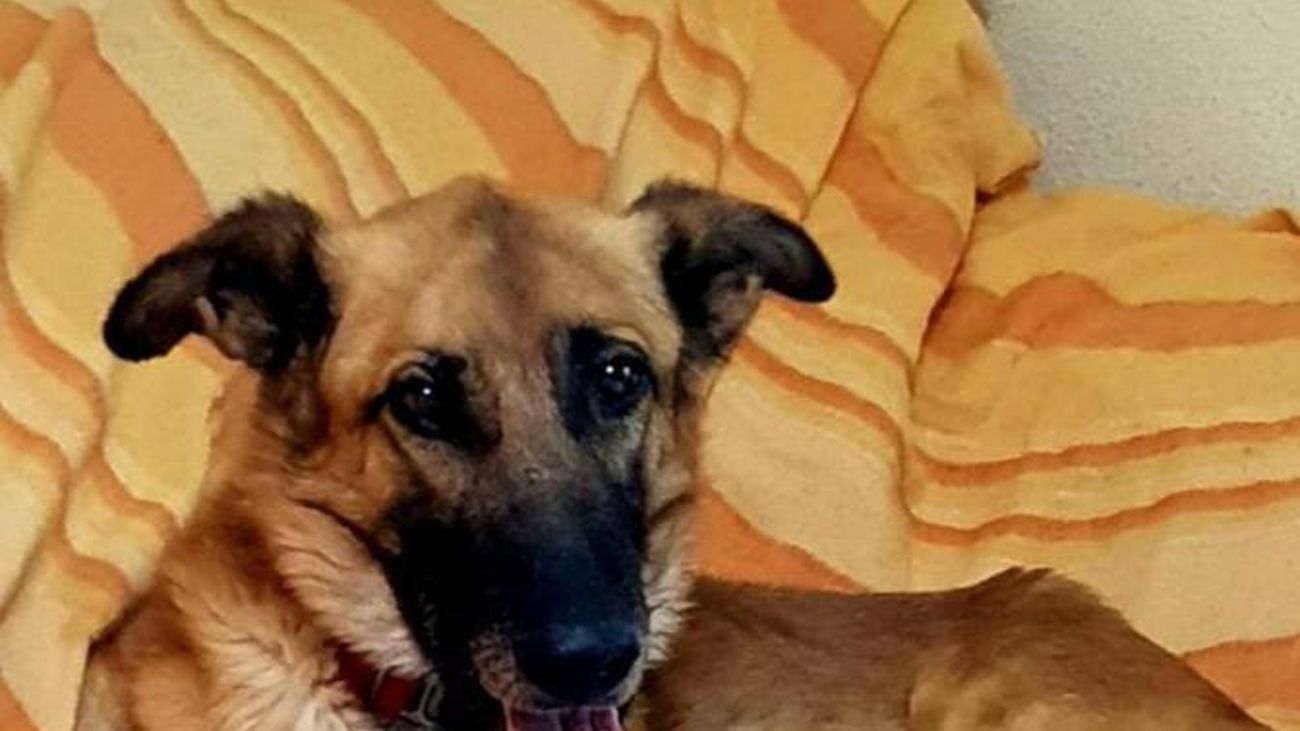 La osa Clavelina no deja vivir a las ovejas de Uztárroz