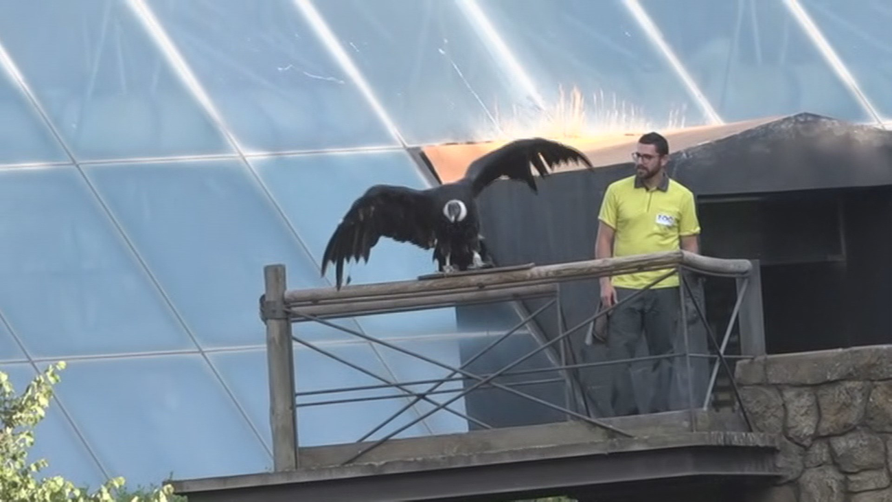 Espectáculo de aves rapaces en el Zoo de Madrid