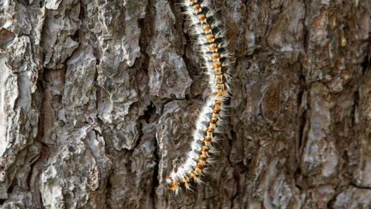 Majadahonda logra reducir las orugas procesionarias con métodos biológicos