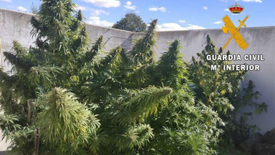 Cuatro detenidos y desmantelado un laboratorio de marihuana en Torrelodones