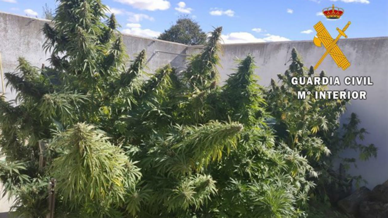 Cuatro detenidos y desmantelado un laboratorio de marihuana en Torrelodones