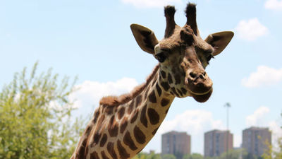 El Recuento: Un zoo de gazapos