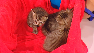 Un hogar para Sizuka y sus crías