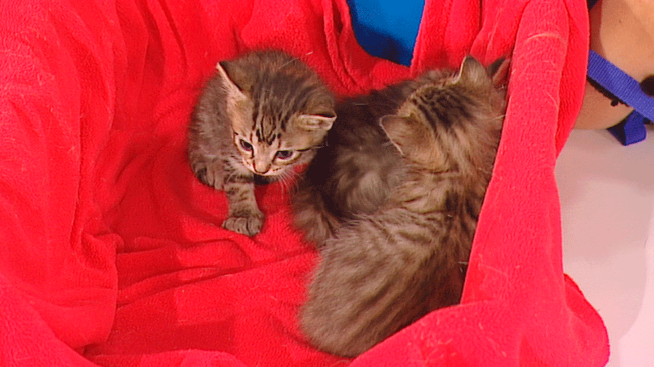 Un hogar para Sizuka y sus crías