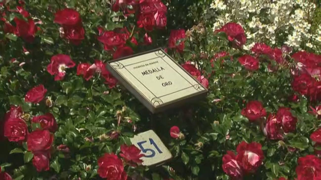 Una rosa alemana gana el concurso Villa de Madrid