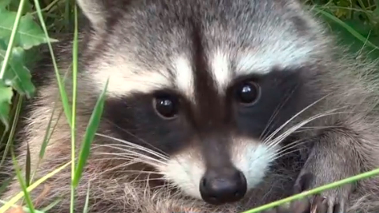 Los agricultores madrileños se quejan del daño que los mapaches causan en sus cultivos