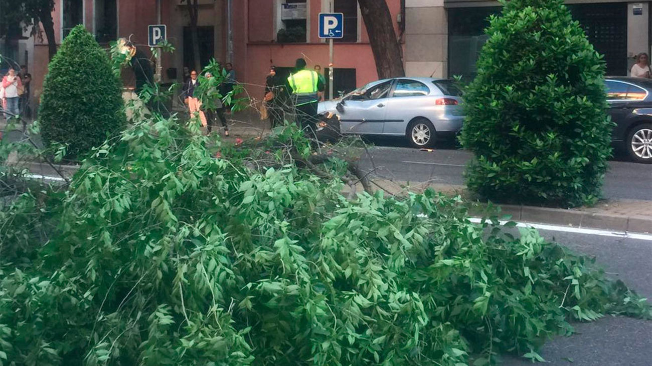 Arbol en Embajadores