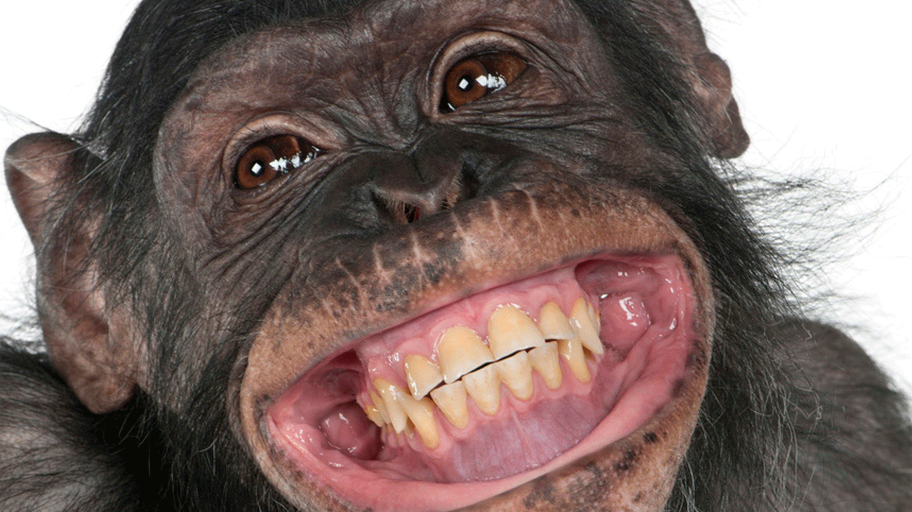 ¿Cada día estamos más tontos?