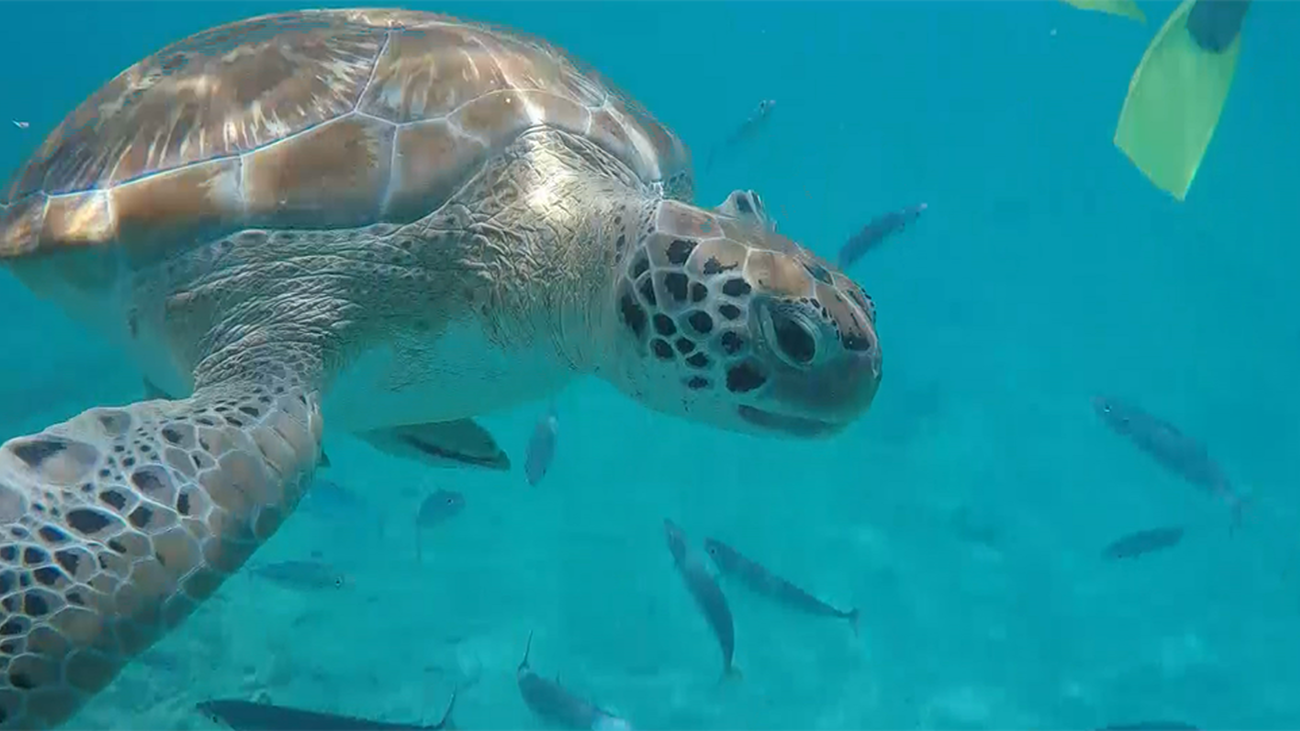 Buceamos con tortugas en la Bahía de los Seis Hombres
