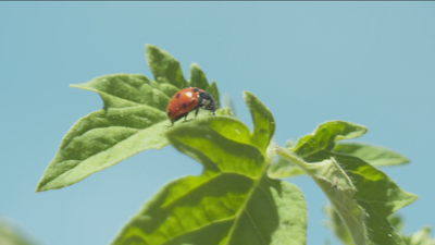 Mariquitas contra pulgones en Leganés