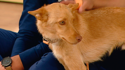 June y Chusa buscan nuevo hogar