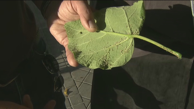 Sueltan insectos en los árboles de Leganés para frenar la plaga de pulgones